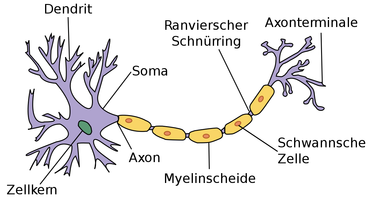 neuron